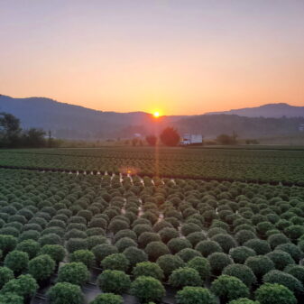 -8793218373944786882