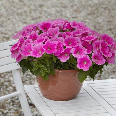 E3 Easy Wave Pink Cosmo Spreading Petunia 
PAS, Kieft, Hybrid DM4648
Container, Seed
Photo: 05.2021 Paul Schipper Week 18, Venhuizen, The Netherlands
WF Job # 21267551
08 - Petunia Pink Cosmo - 8030.jpg
PET21-28240.jpg



Addtional