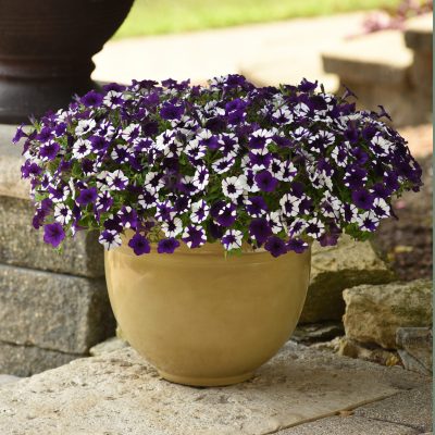 Shock Wave Purple Tie Dye Spreading Petunia
Color Code:
PAS Kieft
Setting, Seed
07.20 Elburn, Mark Widhalm
Job: 20155059
ShockWavePurpleTieDye.JPG
PET20-27345_AL.jpg