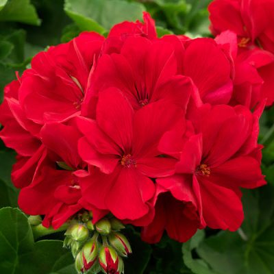 geranium red calliope