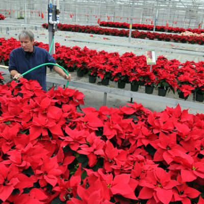 Rocky Stanley waters poinsettias at his business, Stanley's Greenhouse, in South Knoxville Friday, Dec. 16, 2011. Stanley grows the plants starting in the summer in order to prepare them for the holiday season. (ADAM BRIMER/NEWS SENTINEL)