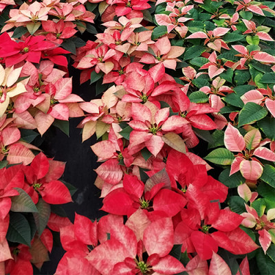 mix-poinsetta-500x500