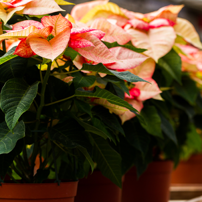 pink-poinsetta-500x500