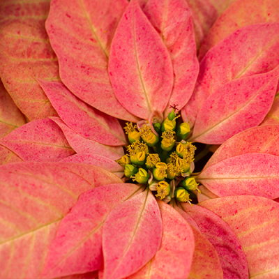 pink2-poinsetta-500x500