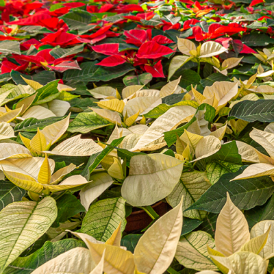 white-poinsetta-500x500